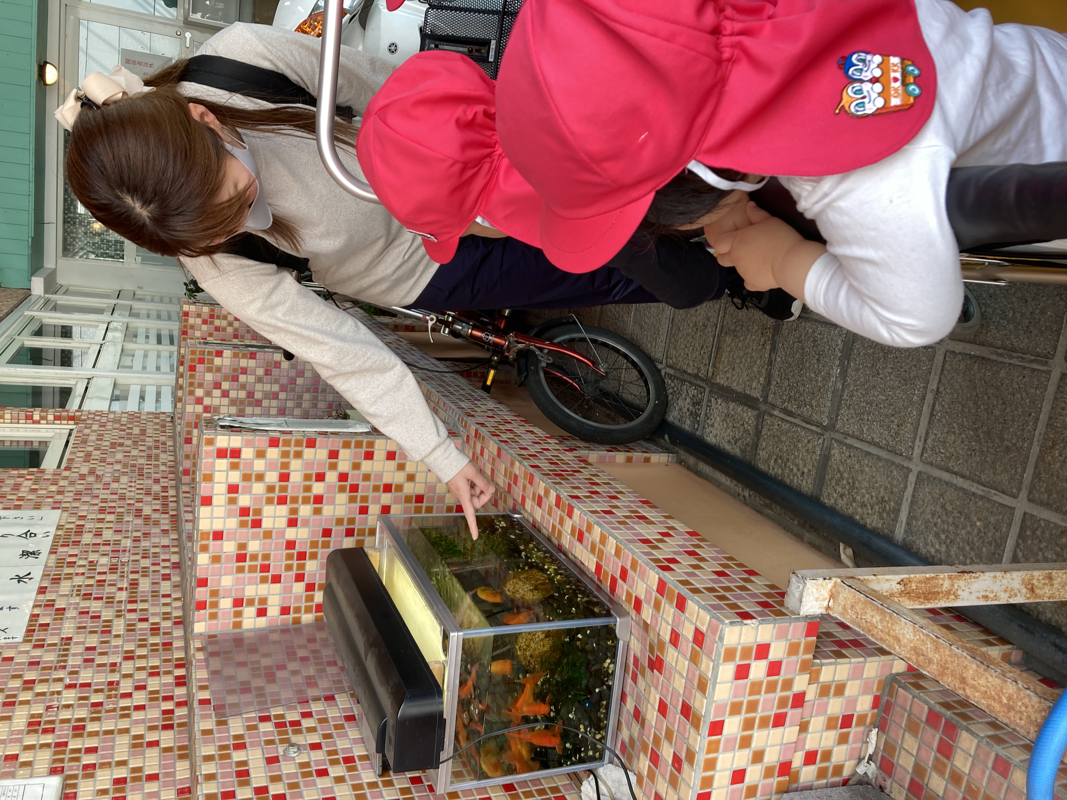 金魚